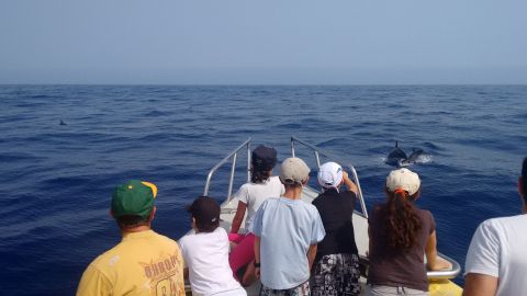 Circuito de aventura en Tenerife con Canarias Nature Guides Observación de cetáceos en la costa de Los Gigantes Tenerife