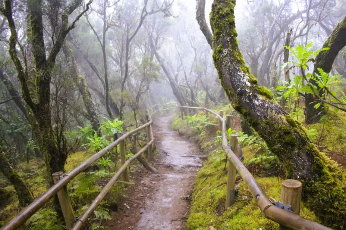 Bosque de laurisilva, sendero del Contadero en La Gomera