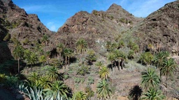 Palmeral del Barranco de Los Ancones